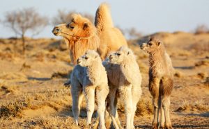 noble camel