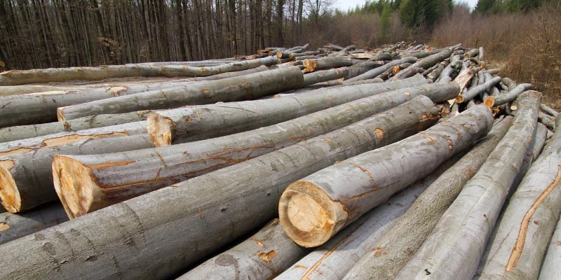 le bois de hêtre comme ressource pour fabriquer le modal