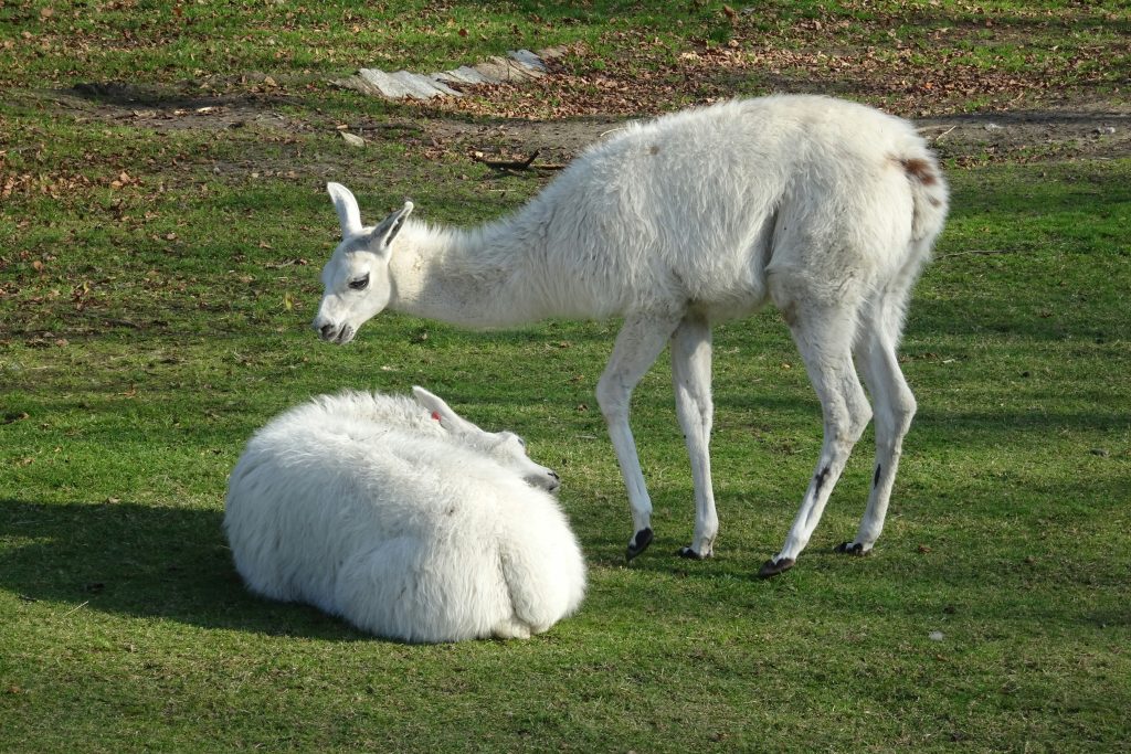 lama