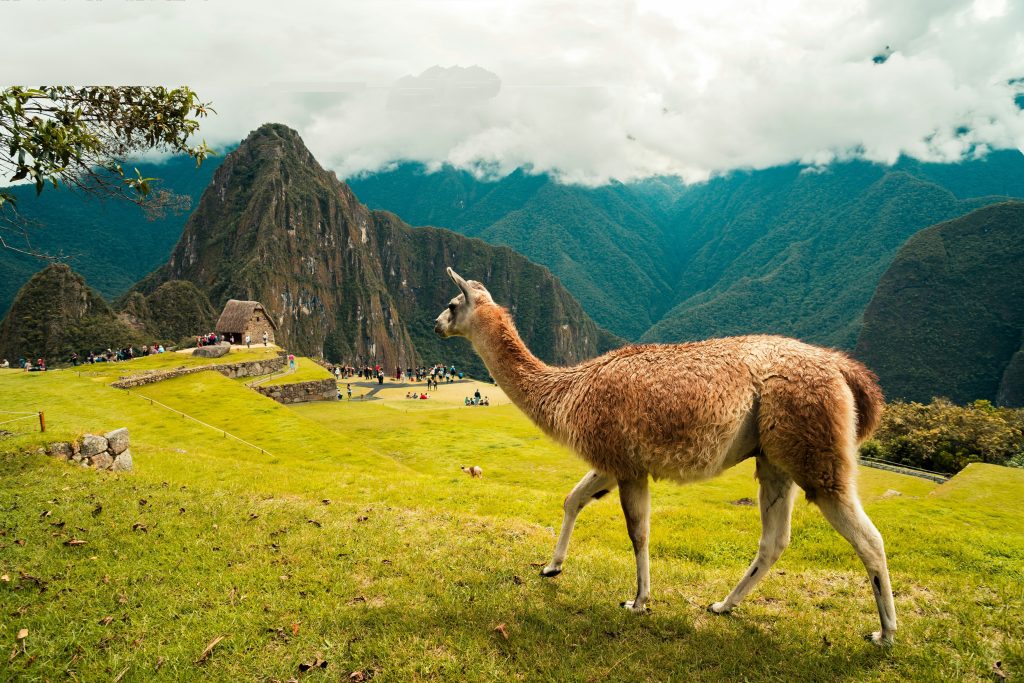 laine de lama