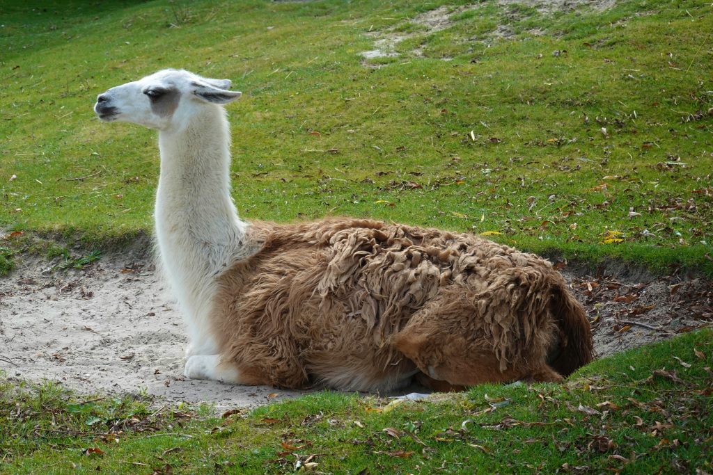 laine de lama